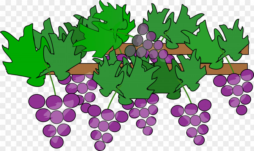 Growing Family Cliparts Red Wine Common Grape Vine Clip Art PNG