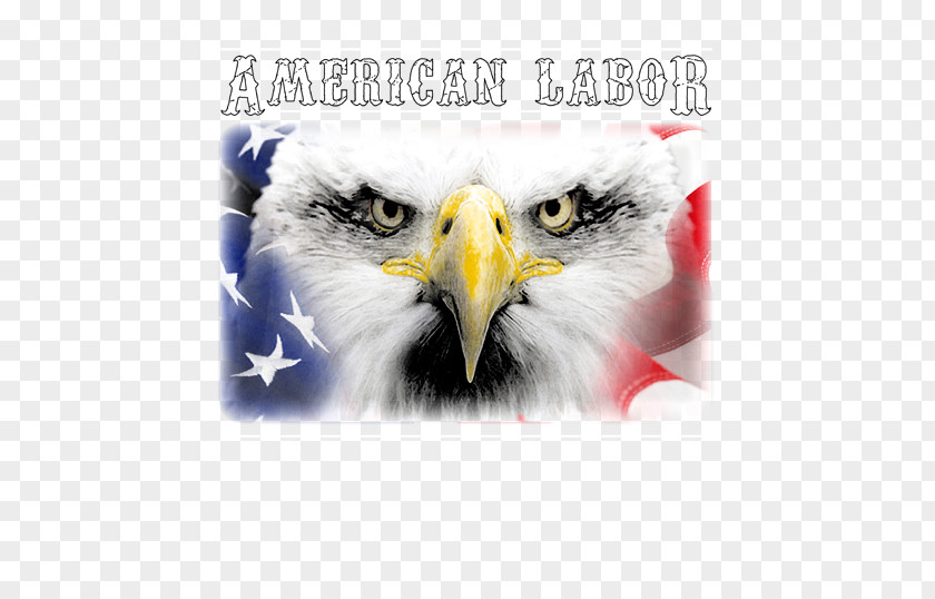 Labor Union Bald Eagle Beak Graphics Font PNG