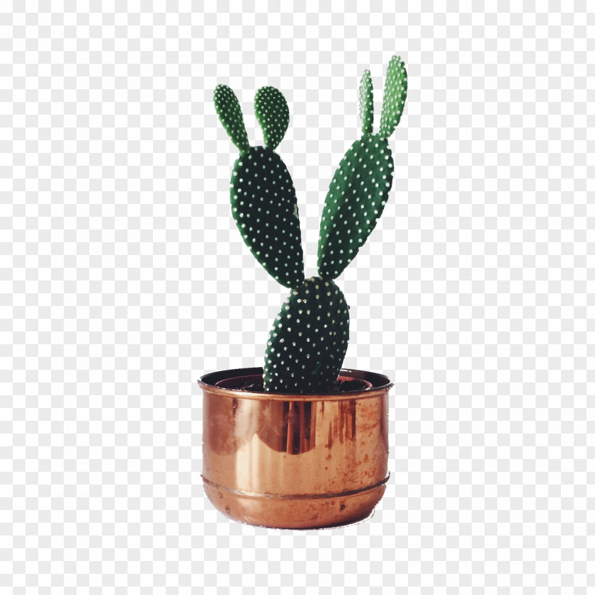 Metal Potted Cactus Cactaceae Succulent Plant Houseplant Prickly Pear PNG