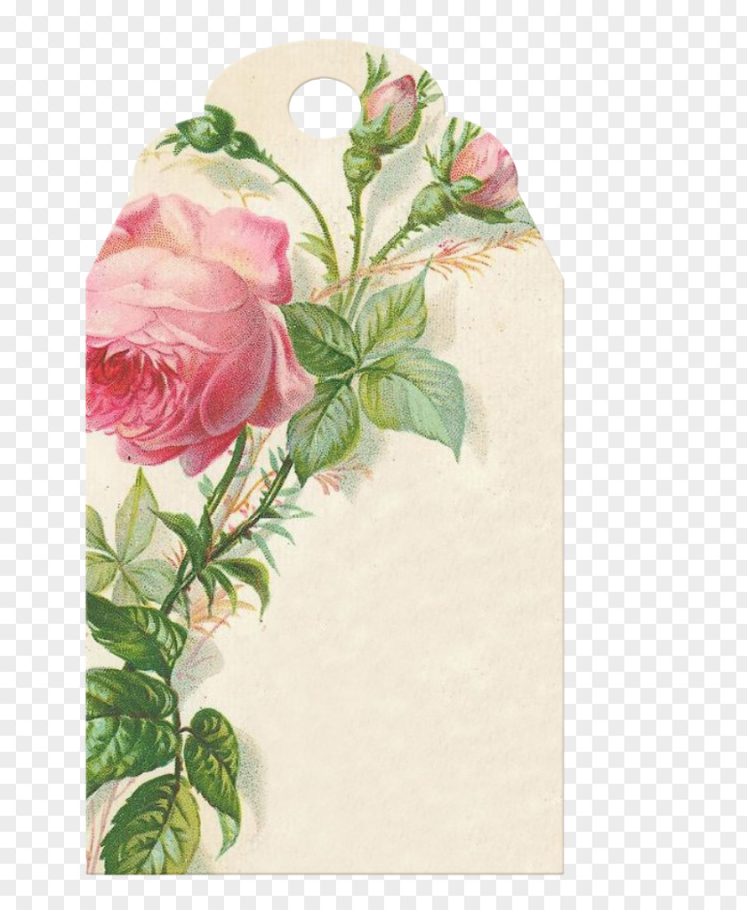 Painting Watercolor Garden Roses Paper PNG