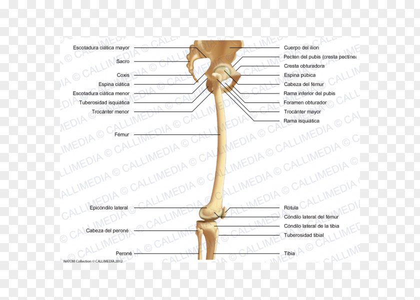 Tibia Bone Hip Knee Femur Fibula PNG
