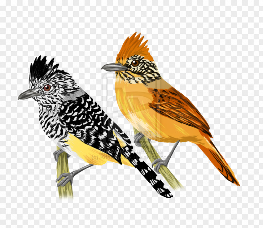 Titulo Beak Fauna Feather Cuckoos PNG