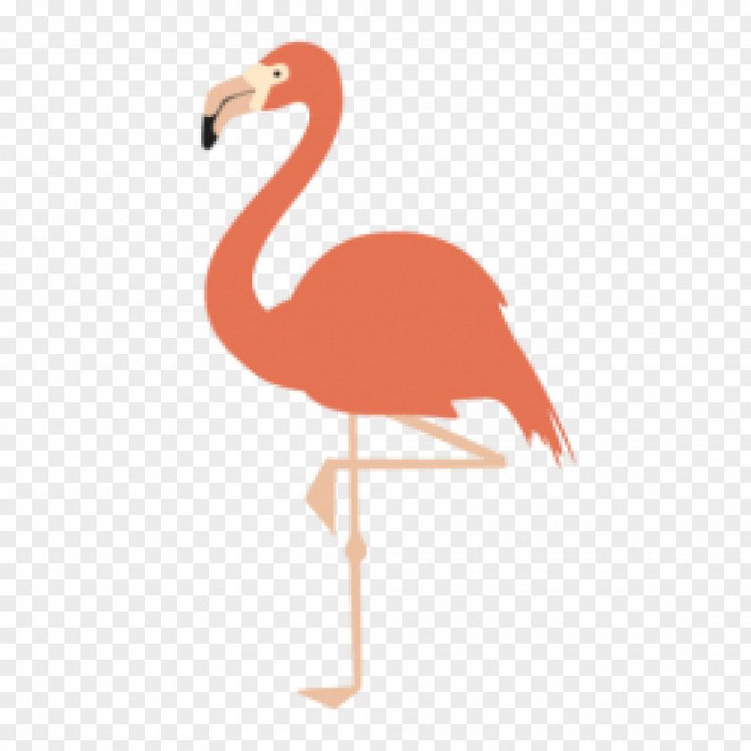 Bird American Flamingo Greater Drawing PNG