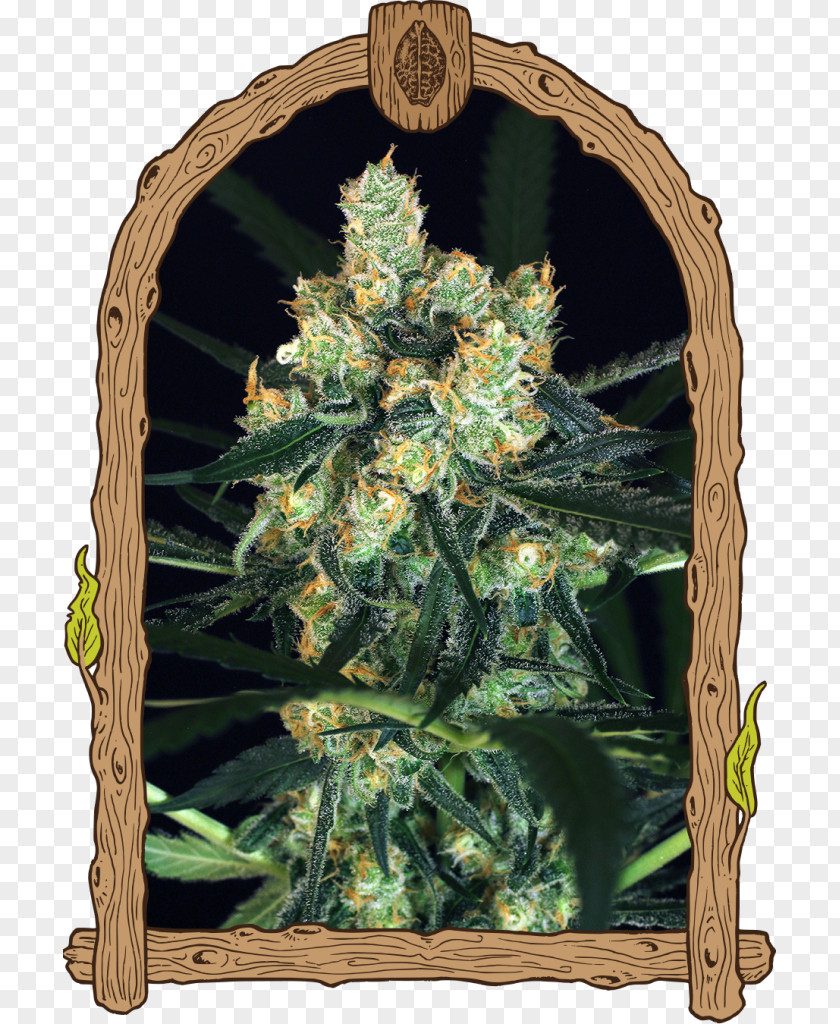 Cannabis Sativa Skunk Seed Autoflowering PNG