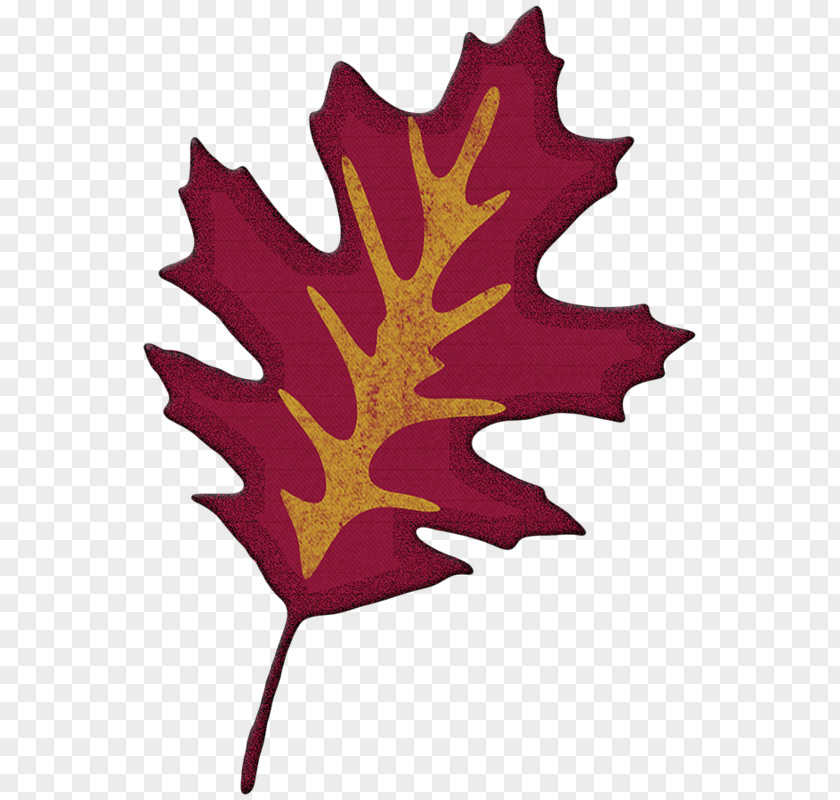 Deciduous Scarlet Oak Red Maple Leaf PNG