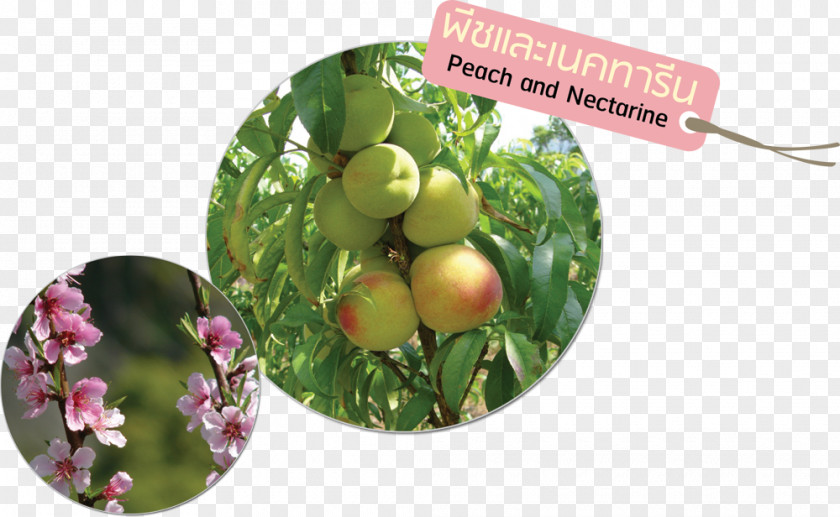 Fruit Vegetable Nectarine สถาบันวิจัยและพัฒนาพื้นที่สูง (องค์การมหาชน) Food PNG