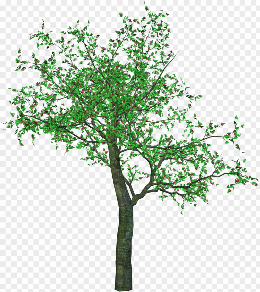 Tree Nazareth Bethlehem Clip Art PNG