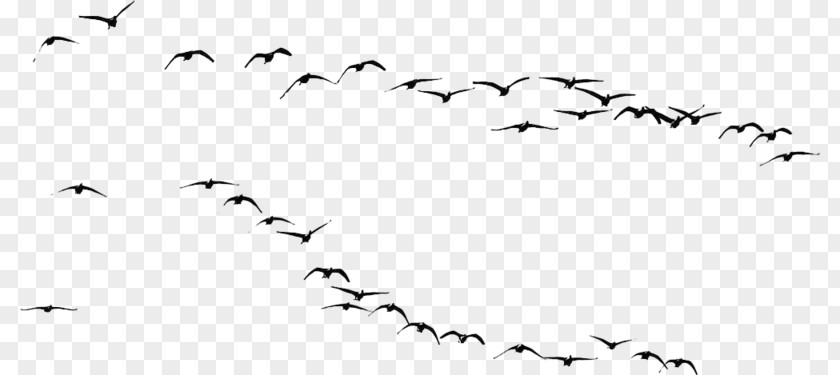 Bird Vector Migration Photography PNG