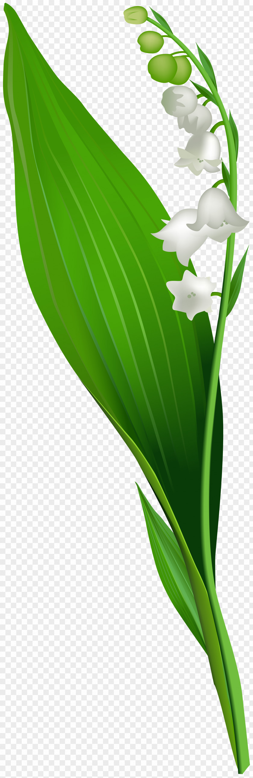 Lily Of The Valley Flower Crocus Vernus Clip Art PNG