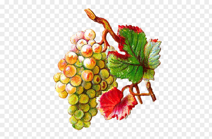 Nectarine Common Grape Vine Clip Art Juice PNG