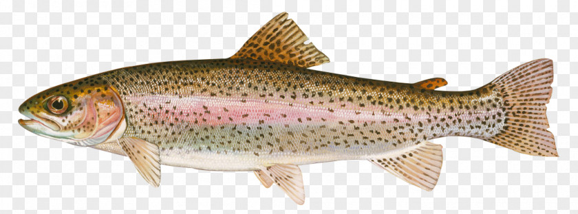 Rayfinned Fish Bonyfish Brown Trout Salmon PNG