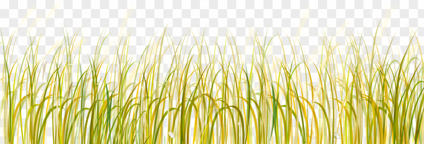Grass Grasses Lawn Clip Art PNG