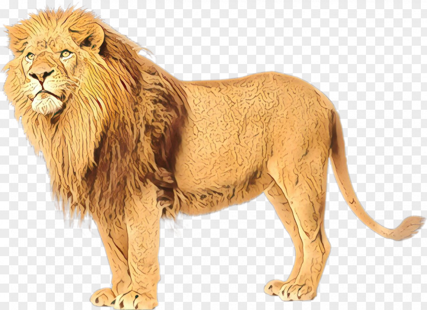 Image Felidae East African Lion White PNG