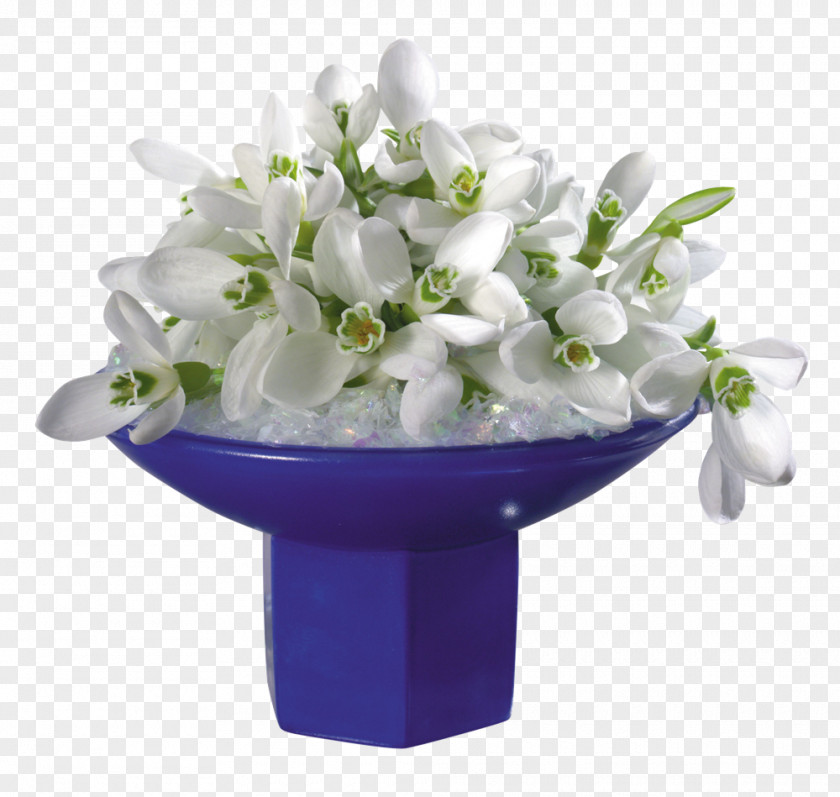 Snowdrop Galanthus Woronowii Flower Jasmine White Rose PNG