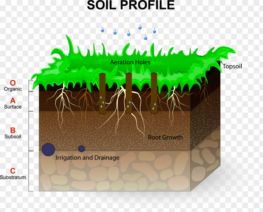 Soil Horizon Grasses Vector Graphics Stock Photography PNG