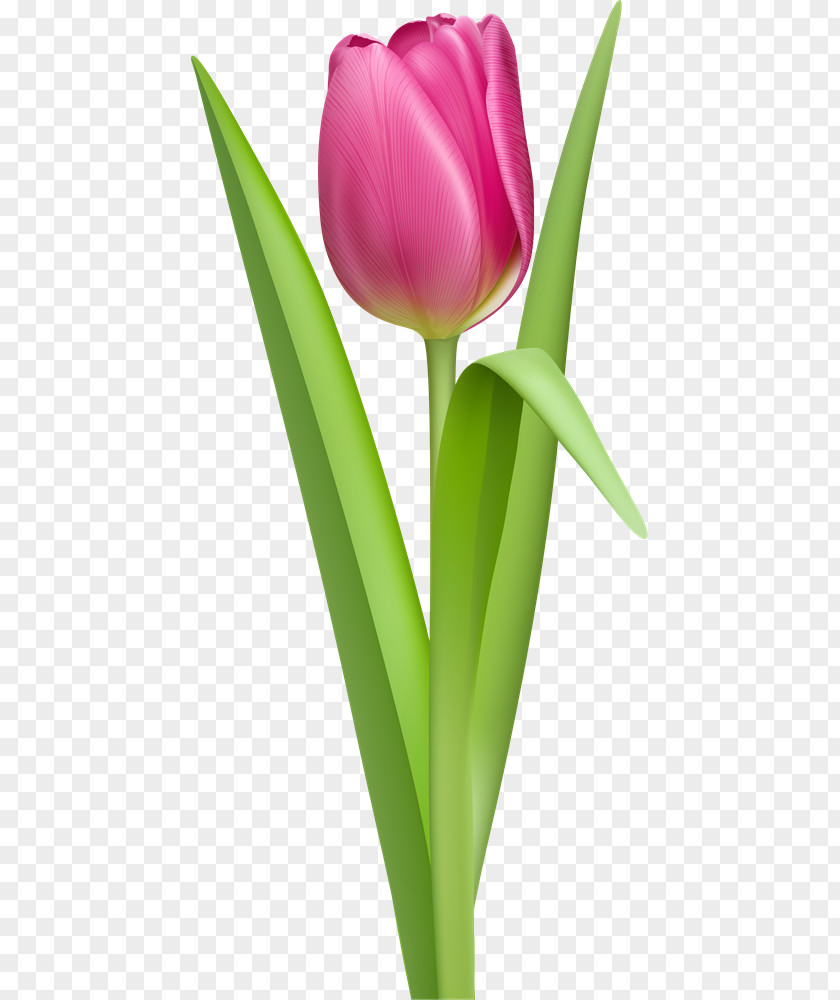 Tulip Clip Art PNG