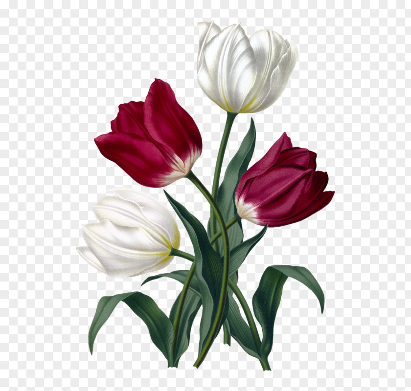 Tulip Haarlem Cut Flowers Floral Design Botanical Illustration PNG