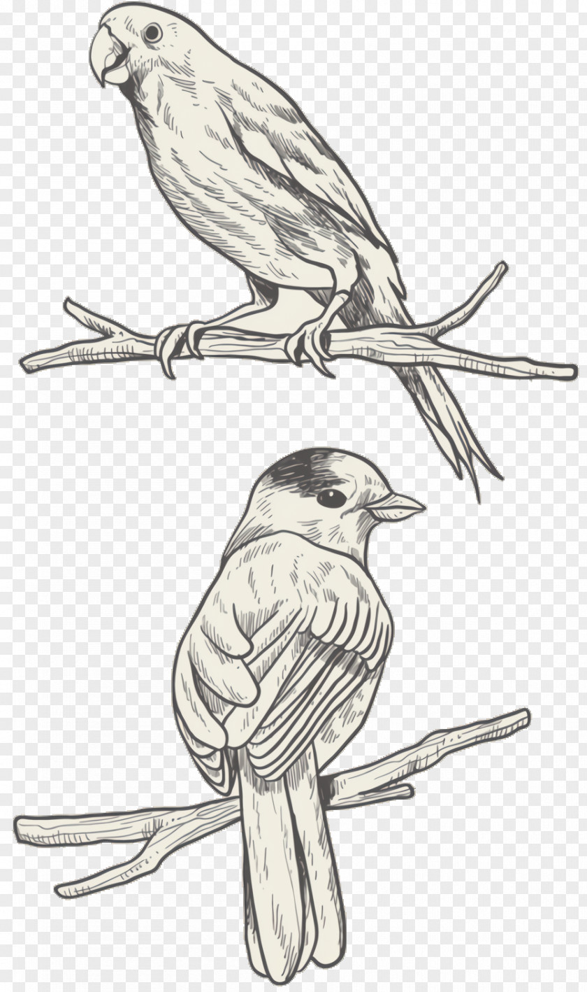 Woodpecker Finch Canary Bird Parrot PNG