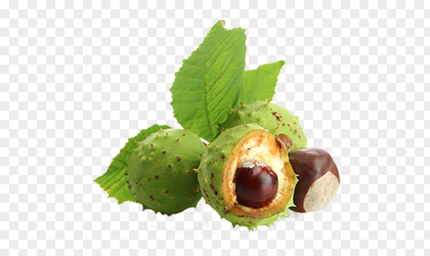 European Horse-chestnut Aescin Varicose Veins Food PNG