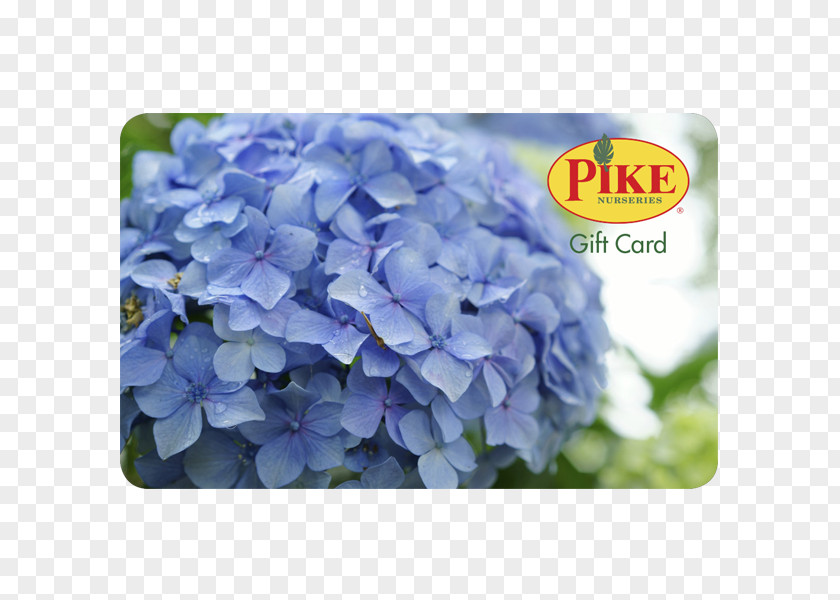 Hydrengia Pike Nurseries Acquisition, LLC Nursery Hydrangea Tree Farm PNG