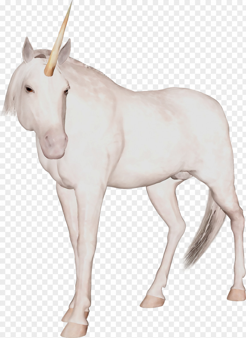 Mule Mare Mustang Foal Stallion PNG