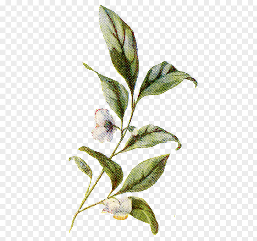 Plant Botanical Illustration Botany PNG