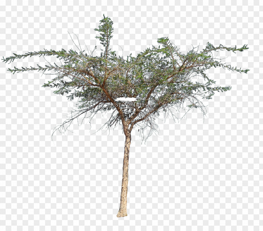 Acacia Thorns Sieberiana Tree Vachellia Karroo Larch PNG