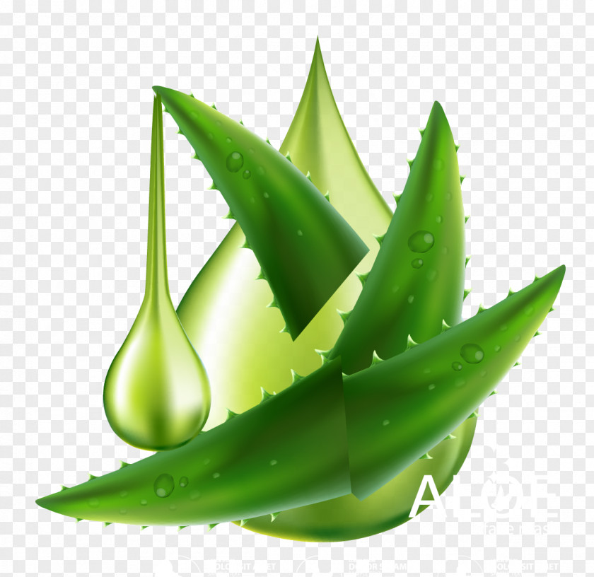 Aloe Vector Material Vera Plant PNG