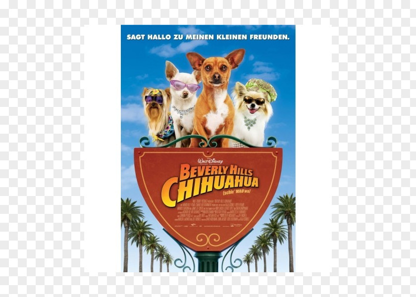 Beverly Hills Chihuahua 3: Viva La Fiesta! Film Cinema PNG