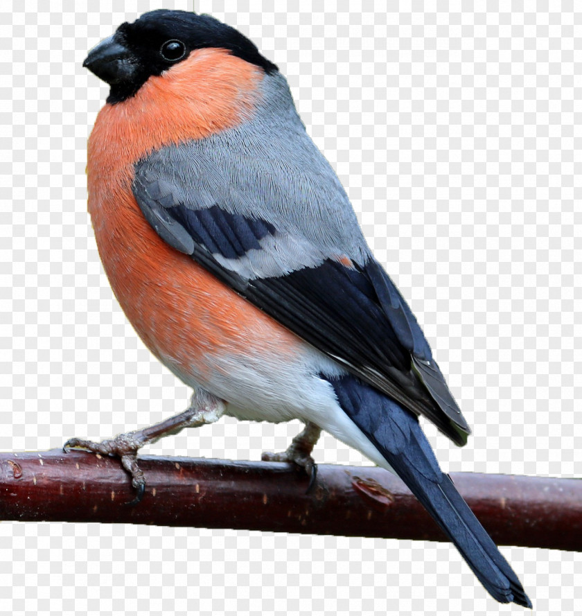 Bird Finches Eurasian Bullfinch An Der Mühle PNG