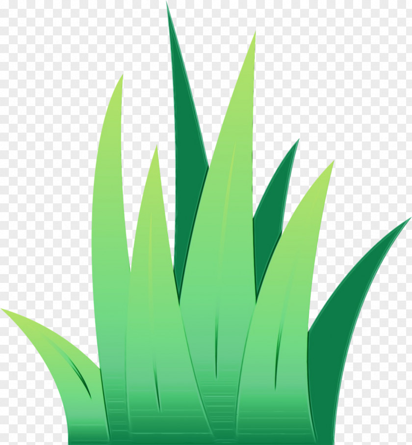Green Leaf Grass Plant Family PNG