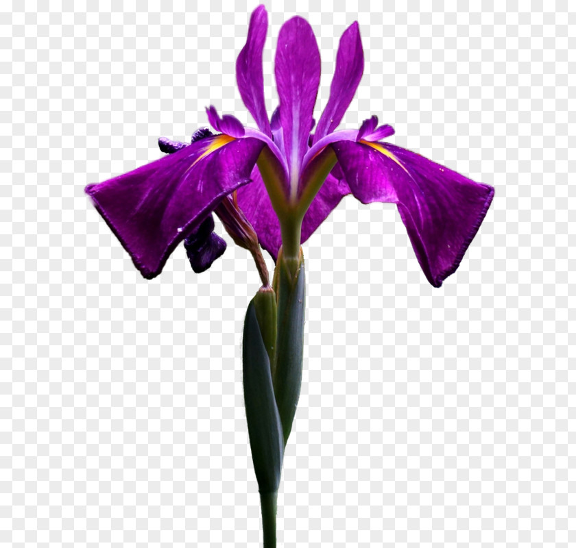 Iris Irises Flower Чёрные глаза О, эти черные Clip Art PNG