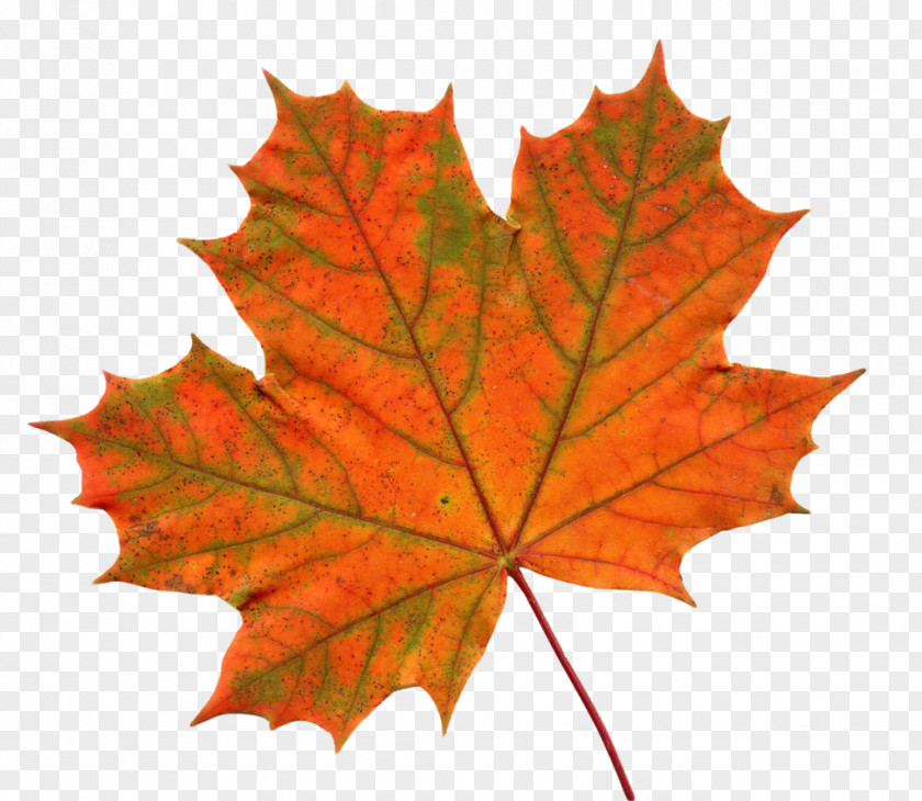 Leaves Shading Big Maple Leaf Clip Art Red PNG