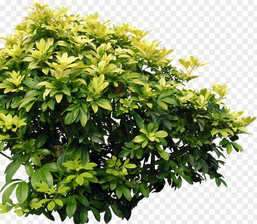 Tree Shrub Plant Branch Clip Art PNG