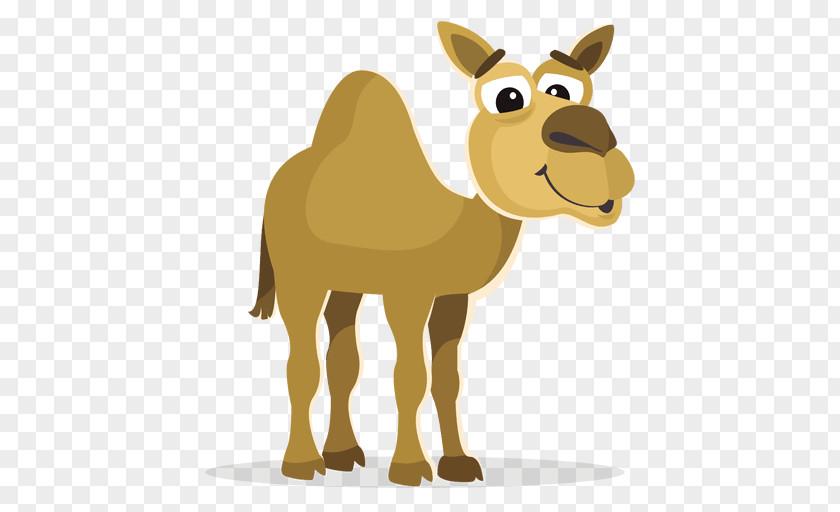 Camel Cartoon Bactrian Dromedary Clip Art PNG