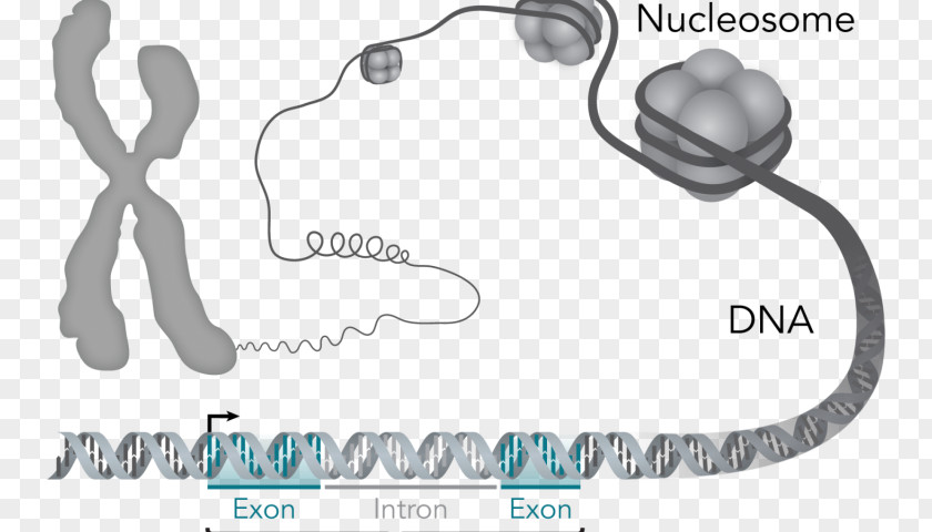 Common Diseases Chromosome DNA Genetics Mutation PNG