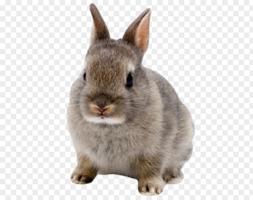 Cruelty Free Rabbit Netherland Dwarf Clip Art Image PNG