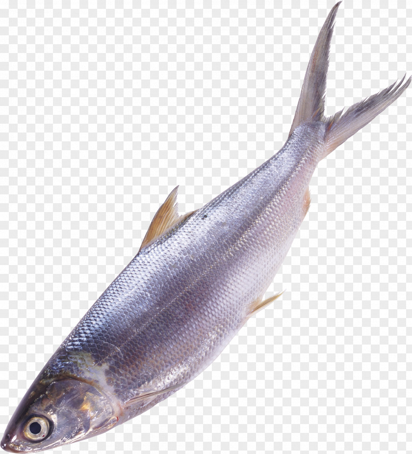 Fish Image As Food PNG