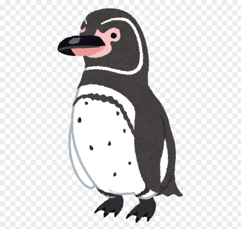 Galapagos Penguin New Year Card Magellanic PNG