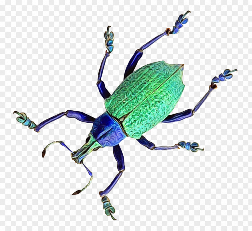 Jewel Beetles Bugs Insect Weevil Beetle Blister Ground PNG