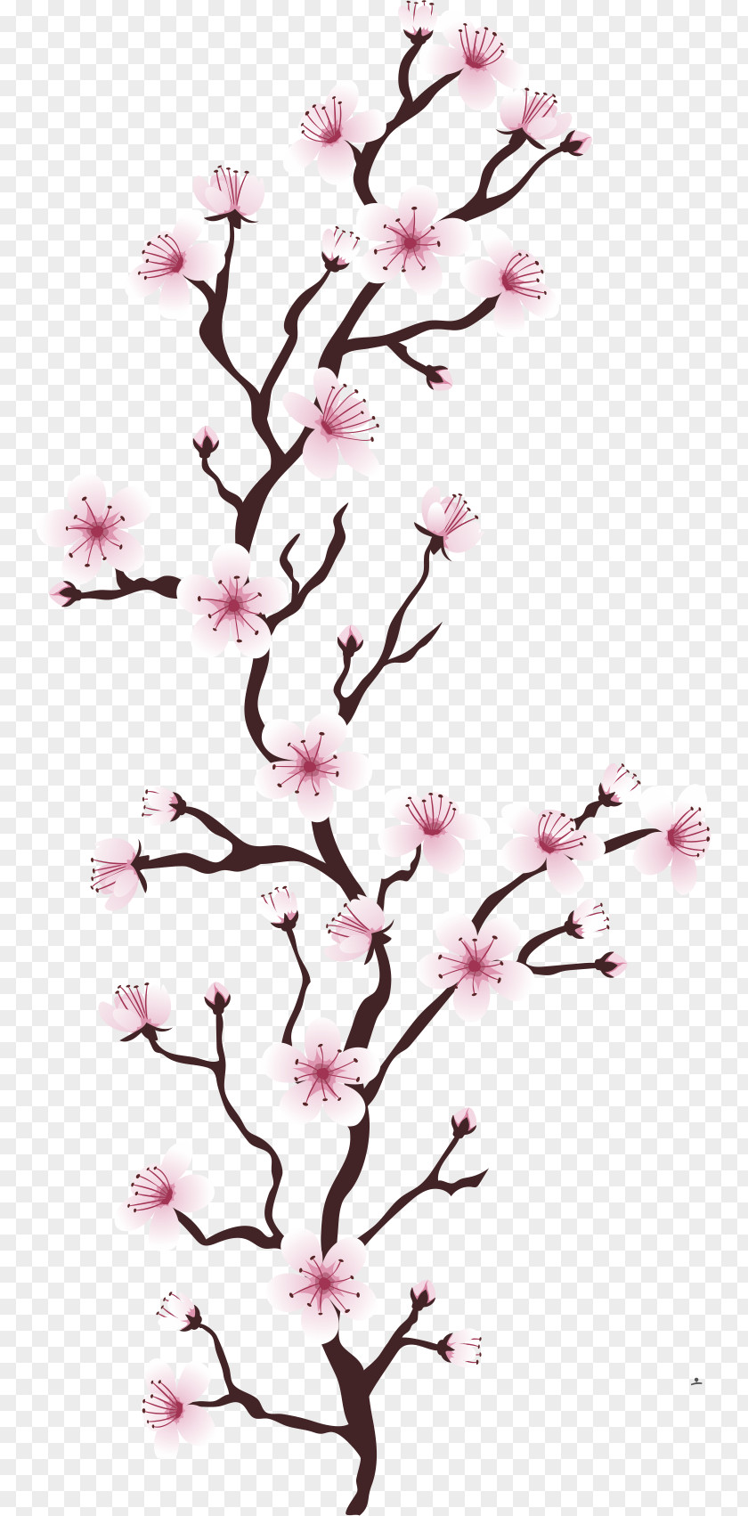 Pink Cherry Blossoms Blossom Flower Tree Euclidean Vector Cerasus PNG