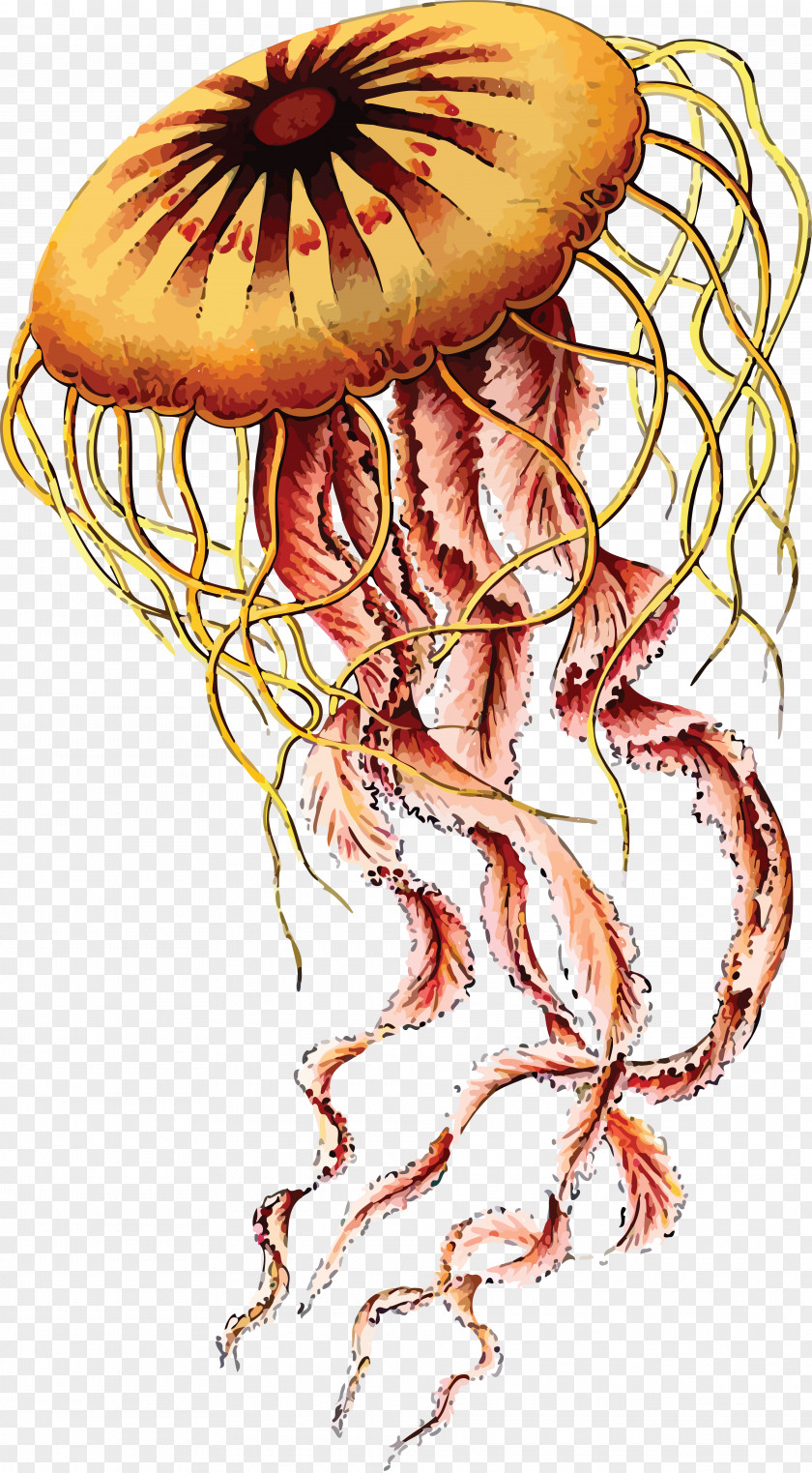 Science Art Forms In Nature Jellyfish Biologist Recapitulation Theory PNG