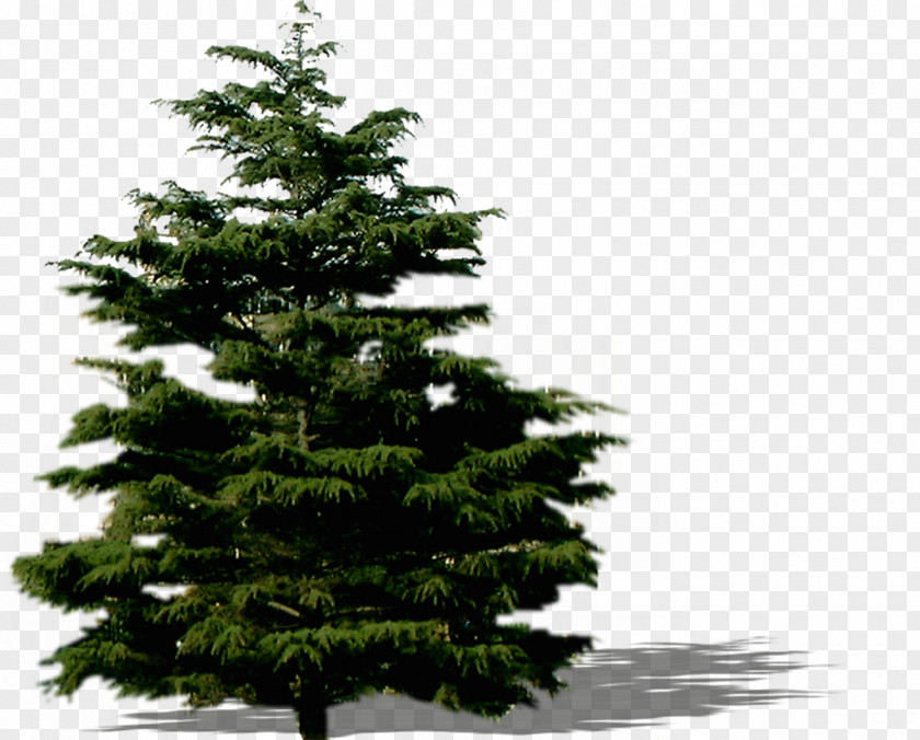 Tree Spruce Fir Pine Christmas Ornament PNG