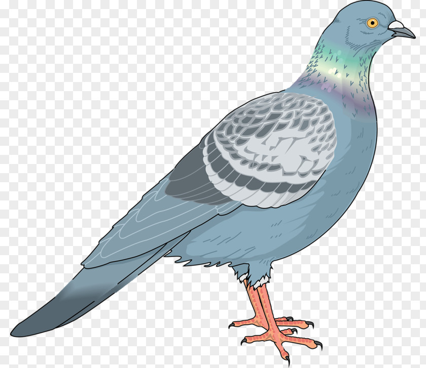 Blue Sparrow Homing Pigeon Columbidae Bird Clip Art PNG