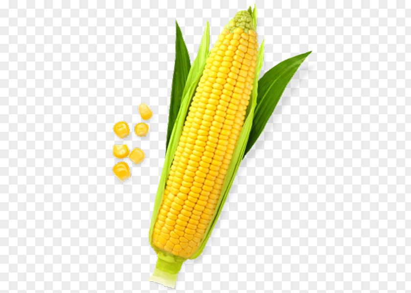 Corn On The Cob Maize Sweet Clip Art PNG