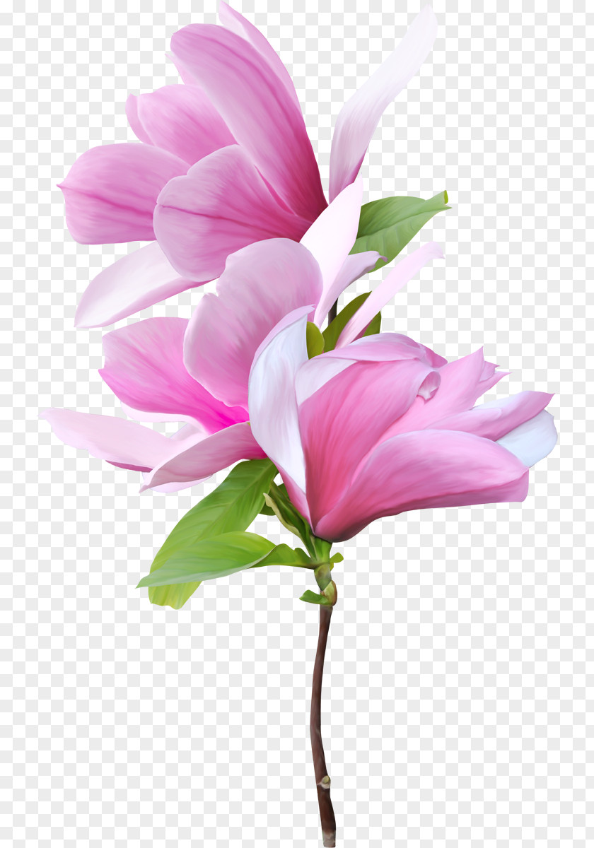 Flowers Southern Magnolia Flower Clip Art PNG