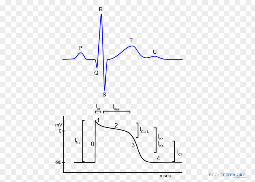 Heart Cardiac Action Potential Electrocardiography Muscle PNG