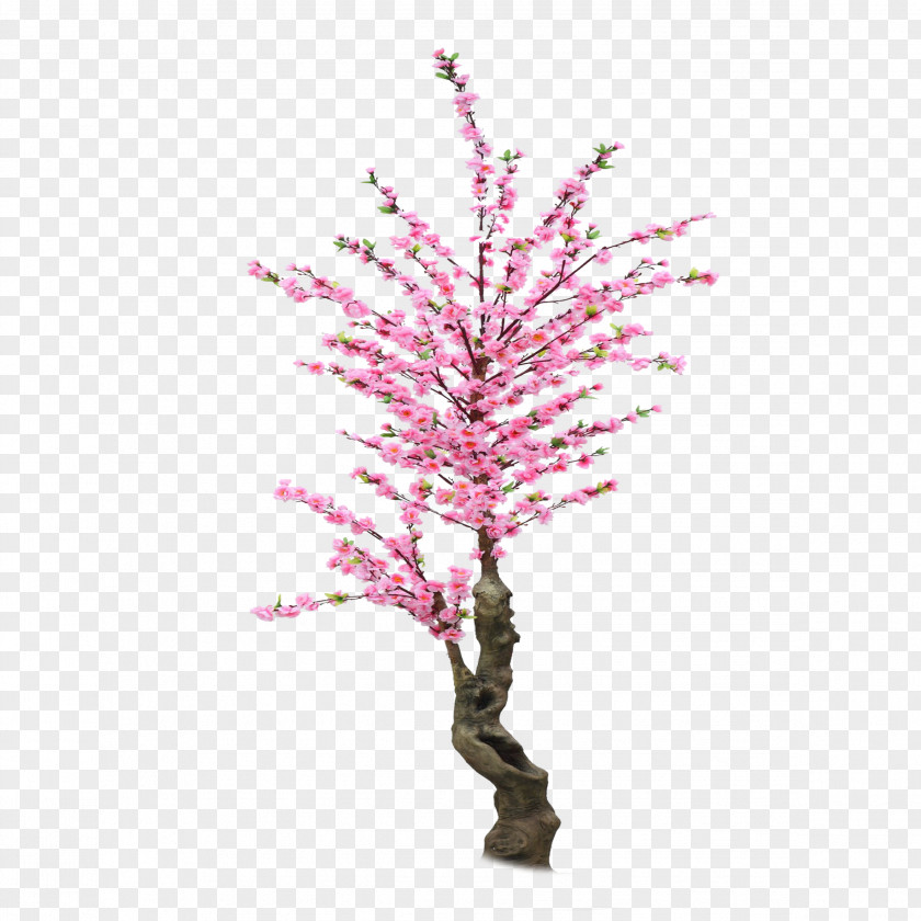 Lovely Hand-painted Cherry Trees Buckle Free Material Blossom Cerasus PNG