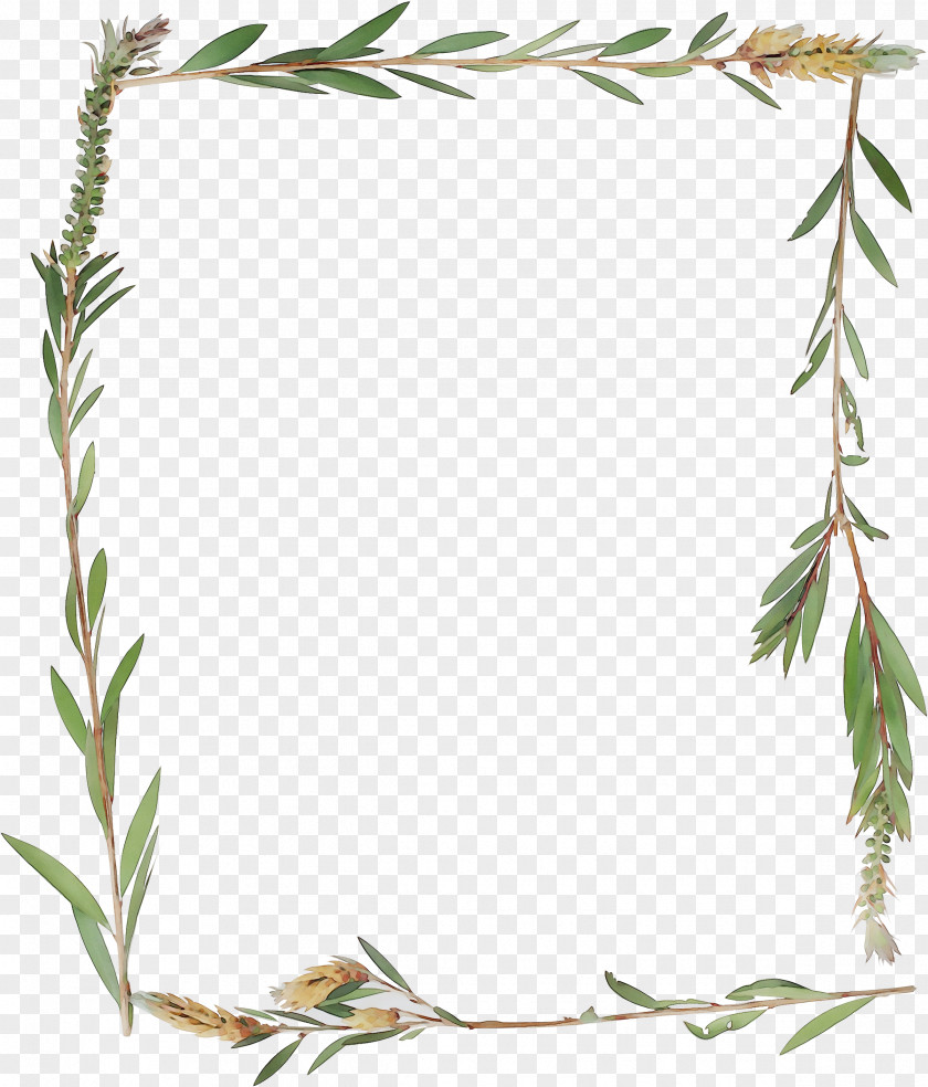 Picture Frames Plant Stem Leaf Flower Grasses PNG