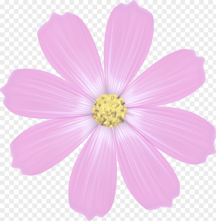 Cosmos Flower Daisy Family Annual Plant Herbaceous Petal PNG